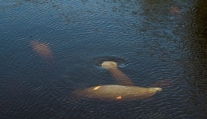 Mỹ: Bang Florida điều tra về tình trạng lợn biển chết hàng loạt ảnh 1