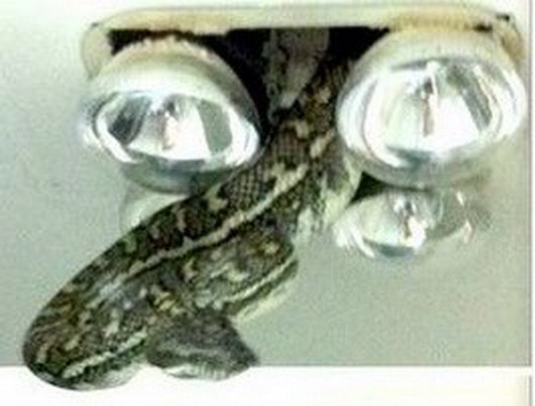 Chủ nhà hốt hoảng vì con trăn khổng lồ lơ lửng trên trần nhà tắm ảnh 1