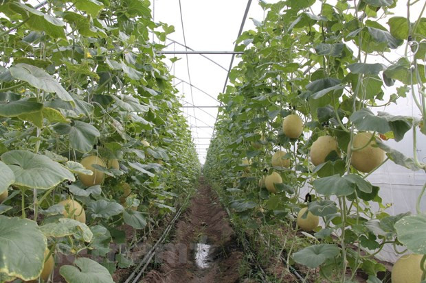 Đồng Nai: Thu hút đầu tư xây dựng nông thôn mới chuyên sâu ảnh 1