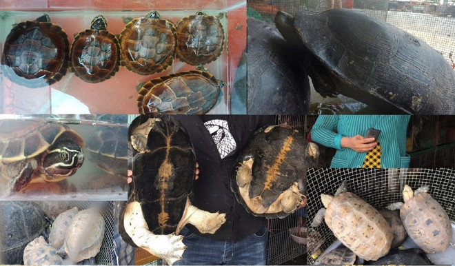 Bài 4: Động vật “sách đỏ” lâm nguy, rùa đứng đầu nguy cơ tuyệt chủng ảnh 1