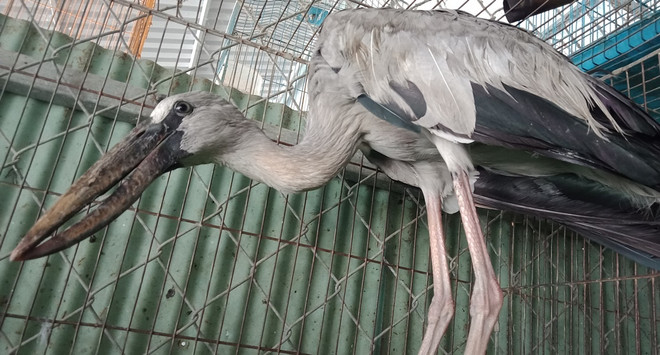 Bài 2: Mục sở thị chợ ‘‘địa ngục’’ sát hại động vật ‘‘sách đỏ’’ ảnh 4