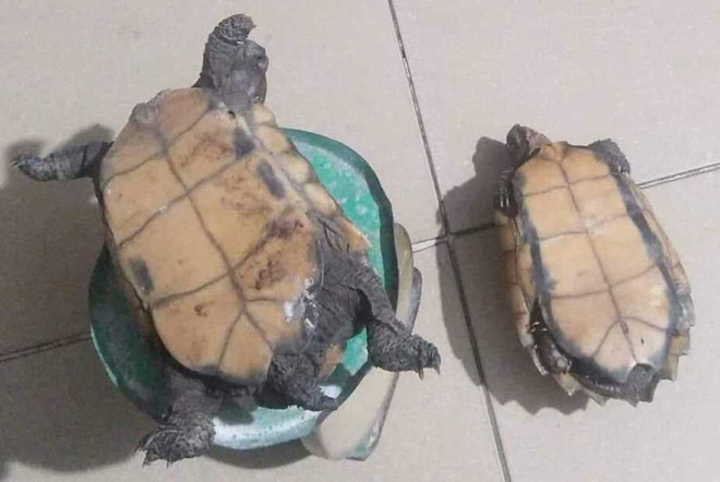 Bài 4: Động vật “sách đỏ” lâm nguy, rùa đứng đầu nguy cơ tuyệt chủng ảnh 2