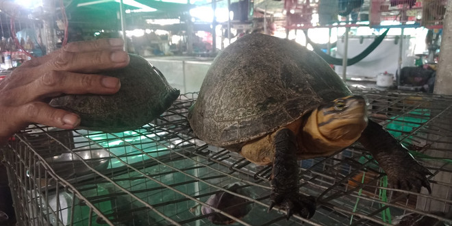 Hoạt động buôn bán rùa “sách đỏ” diễn ra ở chợ thực phẩm Tam Nông, tỉnh Đồng Tháp. (Ảnh: H.V/Vietnam+) Thâm nhập 'thế giới ngục tù' tàn sát động vật trong 'sách đỏ' Việt Nam ảnh 2