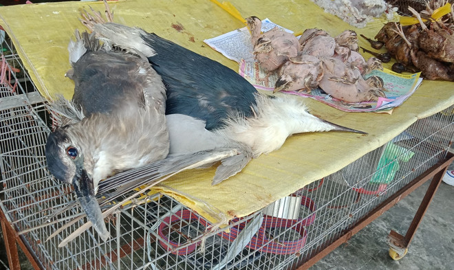 Chim cò bị vặt lông và thiêu sống bày bán công khai. (Ảnh: H.V/Vietnam+) Thâm nhập 'thế giới ngục tù' tàn sát động vật trong 'sách đỏ' Việt Nam ảnh 4