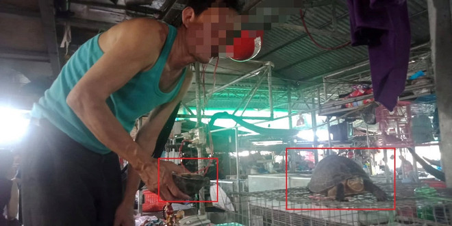 Bài 5: Bảo vệ động vật “sách đỏ”: Nghiêm trị buôn bán trái phép ảnh 3