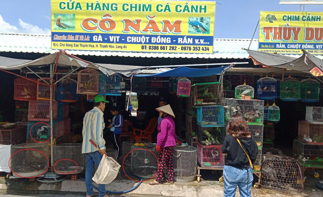 Bài 3: Những cuộc kiểm tra “thần tốc” và sự “bất lực” của kiểm lâm ảnh 1