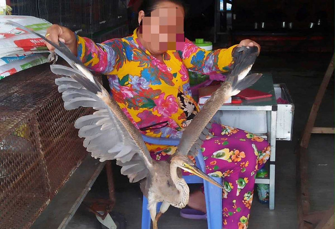 Hoạt động buôn bán động vật hoang dã diễn ra khá công khai tại nhiều khu chợ ở các tỉnh miền Tây. (Ảnh: H.C/Vietnam+) Thâm nhập 'thế giới ngục tù' tàn sát động vật trong 'sách đỏ' Việt Nam ảnh 1
