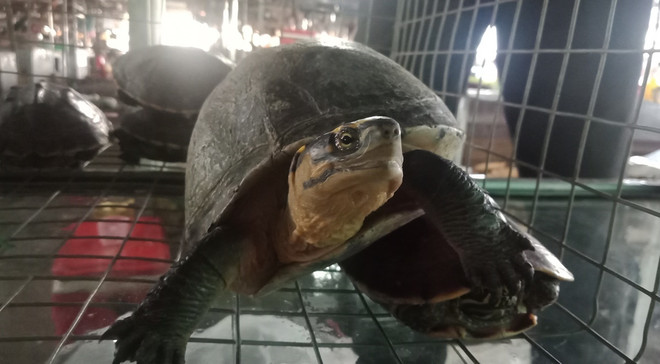 Bài 5: Bảo vệ động vật “sách đỏ”: Nghiêm trị buôn bán trái phép ảnh 4