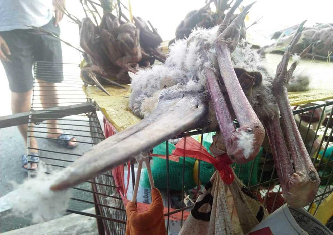 Bài 3: Những cuộc kiểm tra “thần tốc” và sự “bất lực” của kiểm lâm ảnh 3