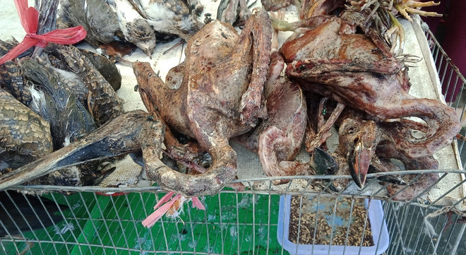 Bài 2: Mục sở thị chợ ‘‘địa ngục’’ sát hại động vật ‘‘sách đỏ’’ ảnh 3