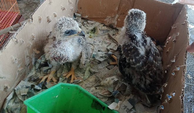 Bài 5: Bảo vệ động vật “sách đỏ”: Nghiêm trị buôn bán trái phép ảnh 2