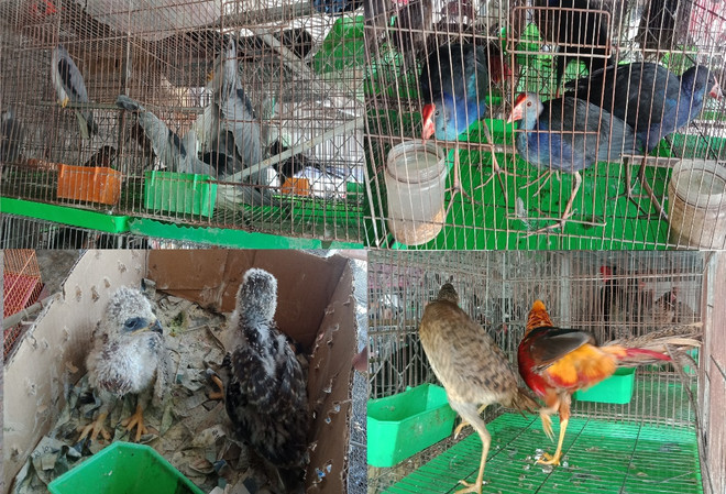 Bài 5: Bảo vệ động vật “sách đỏ”: Nghiêm trị buôn bán trái phép ảnh 1