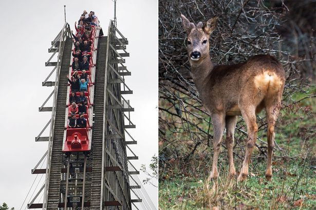 Hành khách hốt hoảng khi con nai bị tàu lượn siêu tốc đâm đứt đầu ảnh 1
