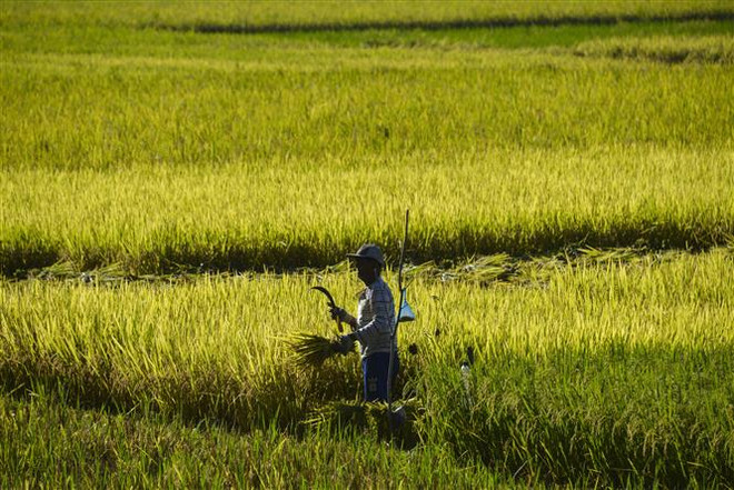 Chính phủ Indonesia tăng nguồn cung gạo nội địa để bình ổn giá ảnh 1