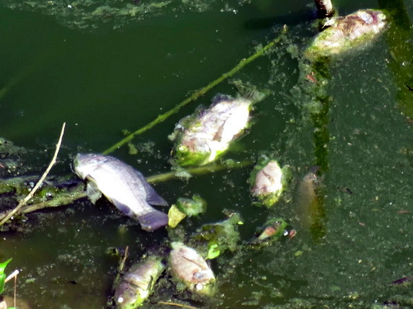 Phú Yên: Xuất hiện cá chết bất thường trên hạ lưu sông Hinh ảnh 1