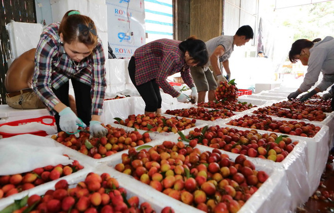 Vải thiều Lục Ngạn được mùa, giá tăng cao nhất từ trước đến nay ảnh 1