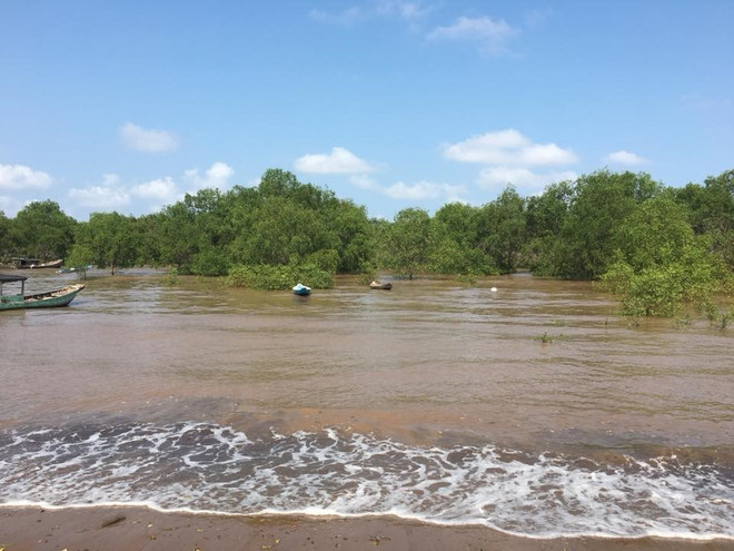 Việt-Hàn chung sức phục hồi rừng ngập mặn tại tỉnh Trà Vinh ảnh 2