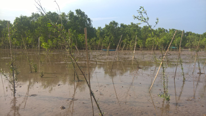 Việt-Hàn chung sức phục hồi rừng ngập mặn tại tỉnh Trà Vinh ảnh 1