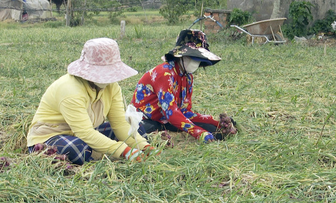 Sóc Trăng: Nông dân trồng hành tím phấn khởi vì trúng mùa, được giá ảnh 1