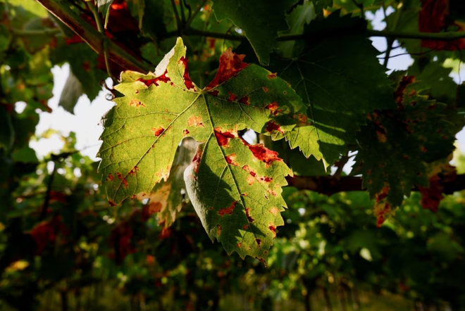 Italy mất "ngôi vương" nhà sản xuất rượu vang lớn nhất thế giới ảnh 2