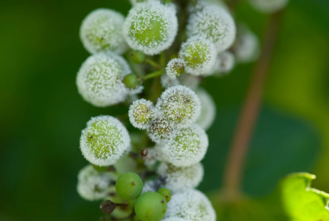 Italy mất "ngôi vương" nhà sản xuất rượu vang lớn nhất thế giới ảnh 1