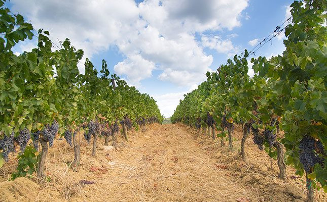 Italy mất "ngôi vương" nhà sản xuất rượu vang lớn nhất thế giới ảnh 3