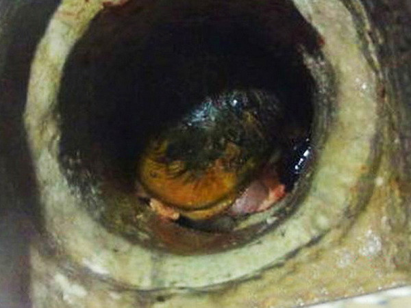 Giải cứu bé gái sơ sinh bị mẹ bỏ rơi trong ống thoát nước ảnh 1