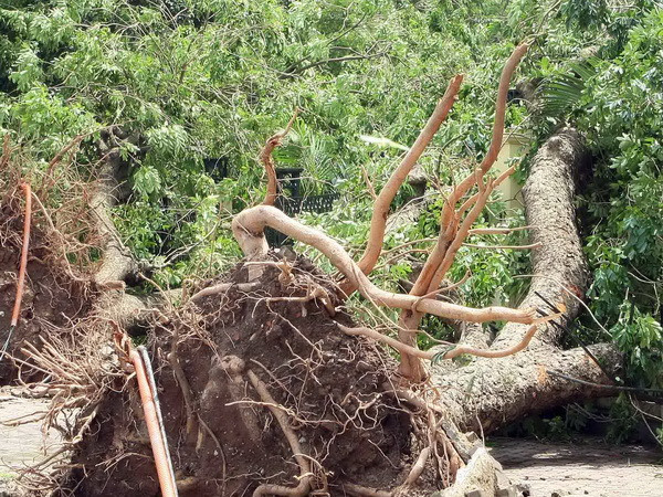 Làm rõ phản ánh xe chở cây xanh quá khổ lưu thông qua miền Trung ảnh 1