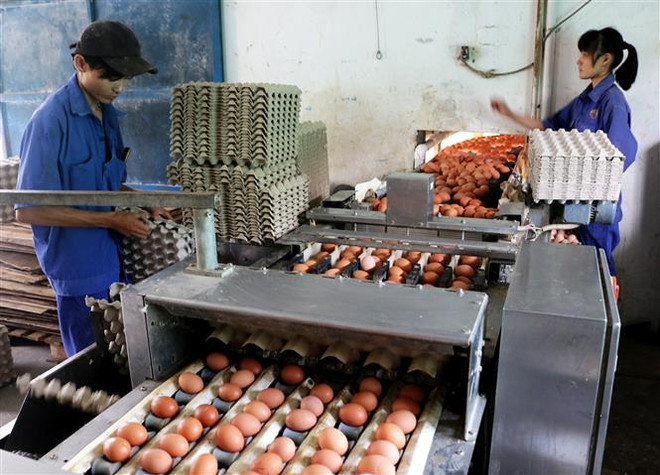 Nông nghiệp thông minh: Tạo chuỗi giá trị sản xuất khép kín ảnh 1