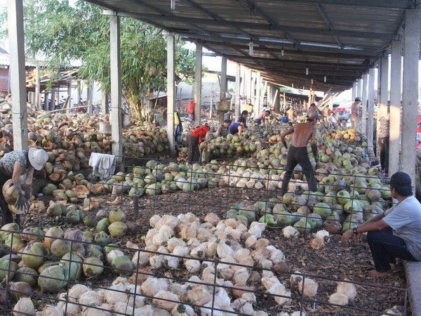 Sản lượng sụt giảm, giá dừa khô nguyên liệu tăng kỷ lục ảnh 1