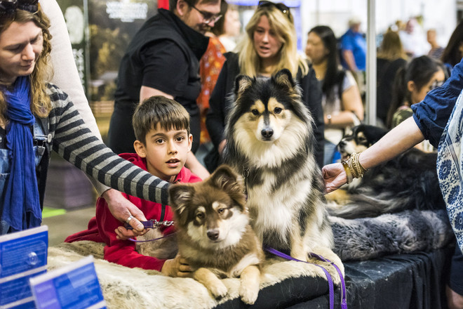 Australia: Triển lãm chó cưng khuấy động hai ngày cuối tuần tại Sydney ảnh 1