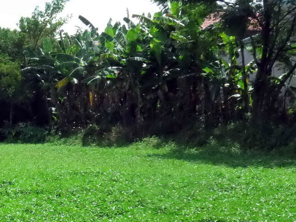 Tạm giữ hình sự một cán bộ Trung tâm Phát triển quỹ đất Hải Phòng ảnh 1