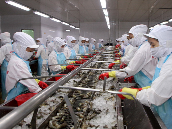 Các nhà máy thủy sản tại Cà Mau đồng loạt ra quân ảnh 1