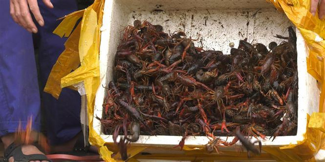 Quản lý sinh vật ngoại lai: Tăng cường kiểm soát và nâng cao nhận thức ảnh 1