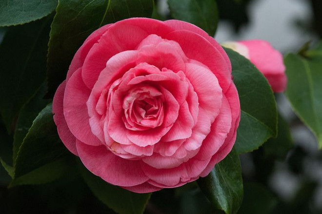 Bí ẩn loài hoa đẹp hiếm nhất thế giới chỉ mọc ở hai địa điểm ảnh 1