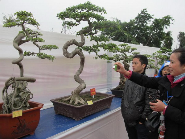 Gần 1.000 tác phẩm tham gia trưng bày nghệ thuật Bonsai ảnh 1