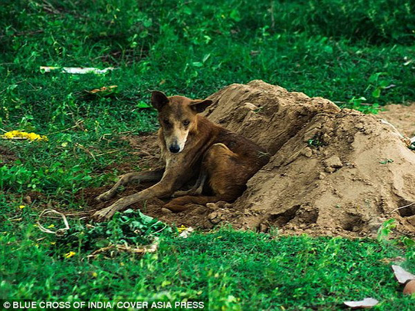 Cảm động với chú chó trung thành không rời mộ chủ ảnh 1