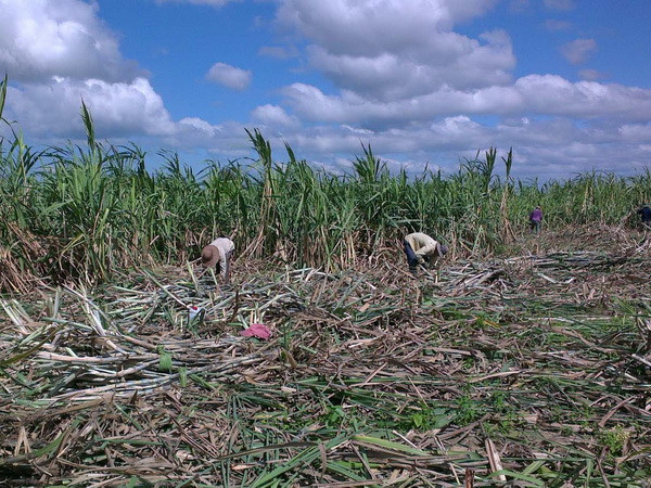 Tây Nguyên chuyển đất bỏ hoang sang trồng mía cho hiệu quả cao ảnh 1