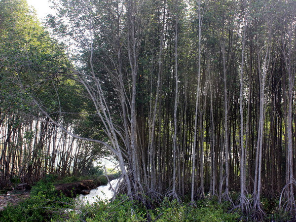 Tăng cường quản lý đất đai có nguồn gốc nông, lâm trường quốc doanh ảnh 1