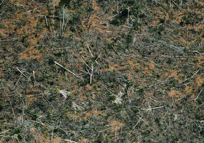 Một khoảng rừng Amazon ở bang Rondonia, miền Bắc Brazil bị tàn phá, ngày 23/8/2019. (Ảnh: AFP/TTXVN) Khôi phục và bảo tồn rừng - Gieo mầm cho tương lai bền vững ảnh 1