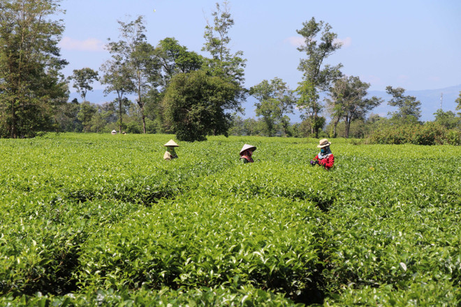 Những đồi chè nối nhau đến tận chân núi. (Ảnh: Hồng Điệp/TTXVN) Gia Lai: Hút hồn với màu xanh tươi mát ở vườn chè Biển Hồ ảnh 1