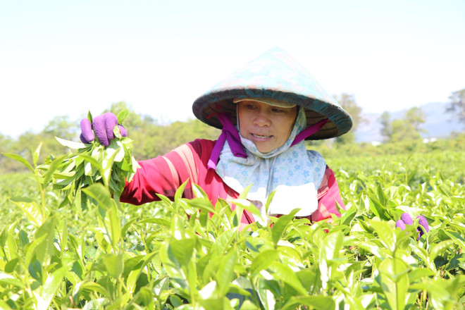 Mùa thu hoạch chè tại Gia Lai. (Ảnh: Hồng Điệp/TTXVN) Gia Lai: Hút hồn với màu xanh tươi mát ở vườn chè Biển Hồ ảnh 2