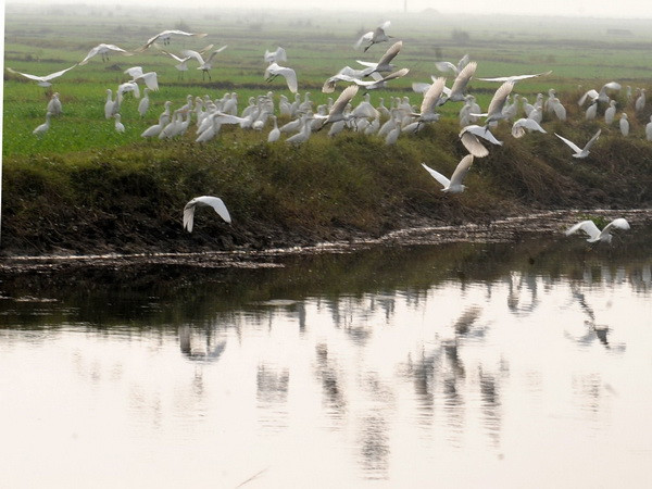Nepal phát triển Thành phố hòa bình thế giới tại nơi Phật đản ảnh 1