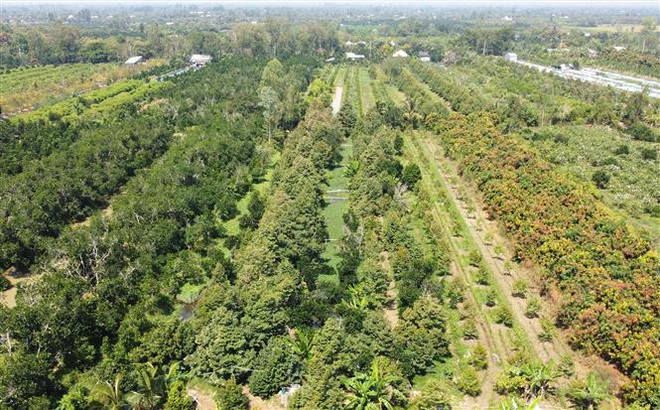 Phát triển sầu riêng tại ĐBSCL: Hấp dẫn do hiệu quả kinh tế cao? ảnh 3