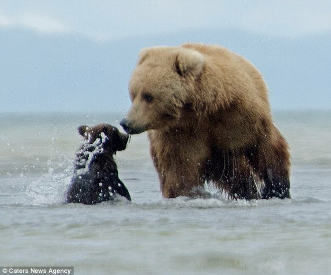 Gấu mẹ bực mình vì bị con leo lên người trong lúc săn mồi ảnh 4