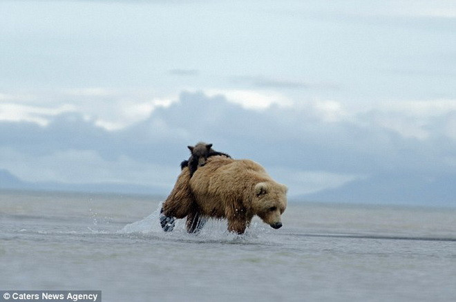 Gấu mẹ bực mình vì bị con leo lên người trong lúc săn mồi ảnh 3