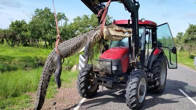 Cá sấu khổng lồ bị bắn hạ vì cố lao vào tấn công du khách ảnh 1