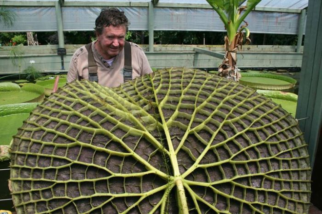 Nông dân Australia trồng được chiếc lá có đường kính gần 2m ảnh 1