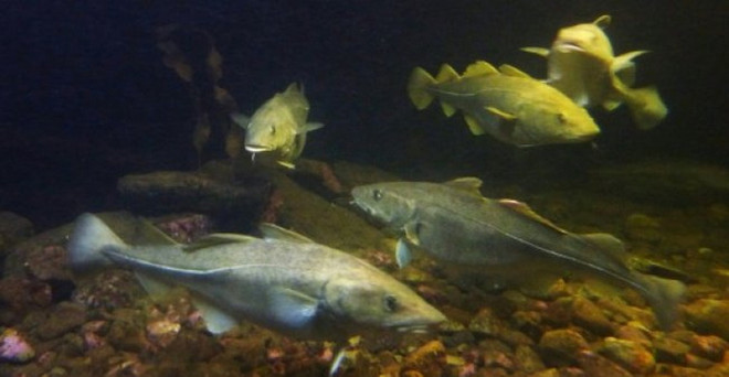 EU nhất trí tăng thêm 70% hạn ngạch đánh bắt cá tuyết Tây Baltic ảnh 1