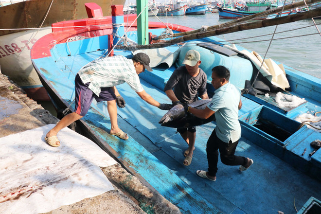Vận chuyển cá ngừ lên cảng Hòn Rớ, Khánh Hòa. (Ảnh: Đặng Tuấn/TTXVN) TTXVN_2002cangu2.jpg